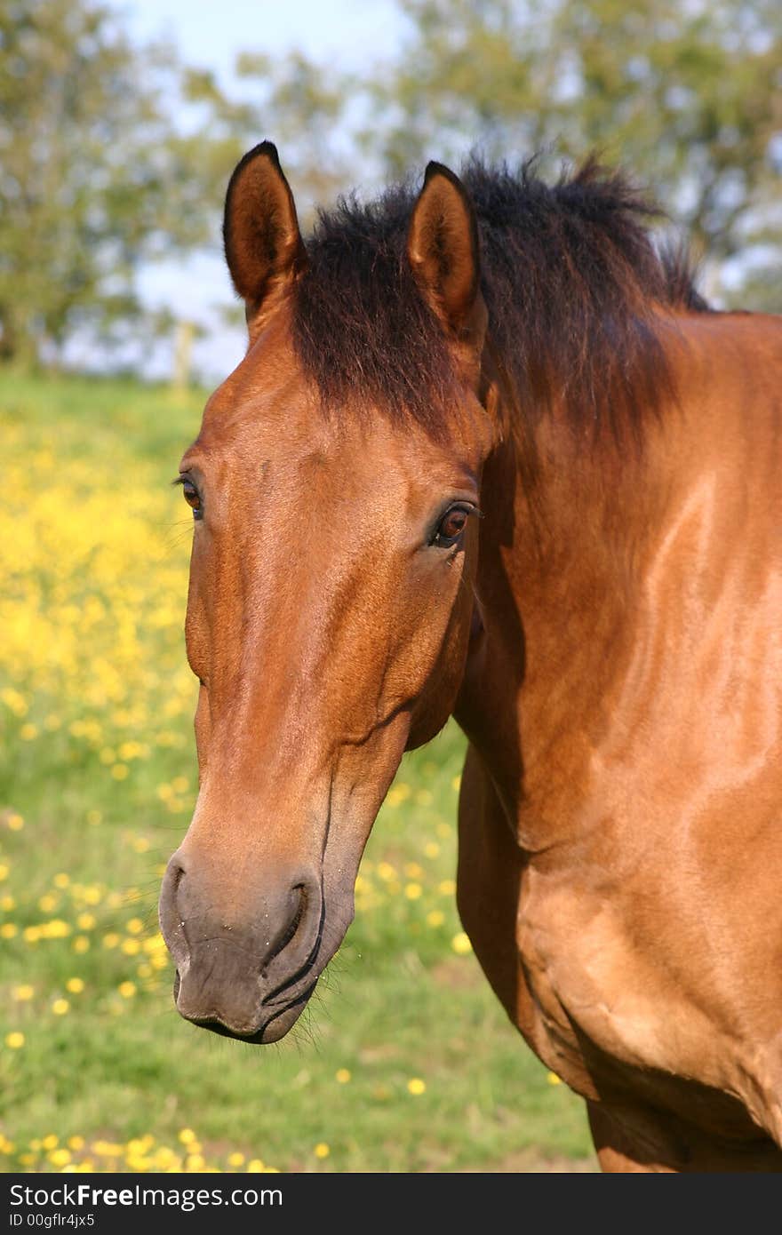 Horse looking curious in the sunshine. Horse looking curious in the sunshine