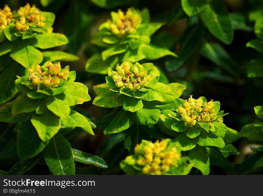 Closeup of a some plant with small yellow flowers