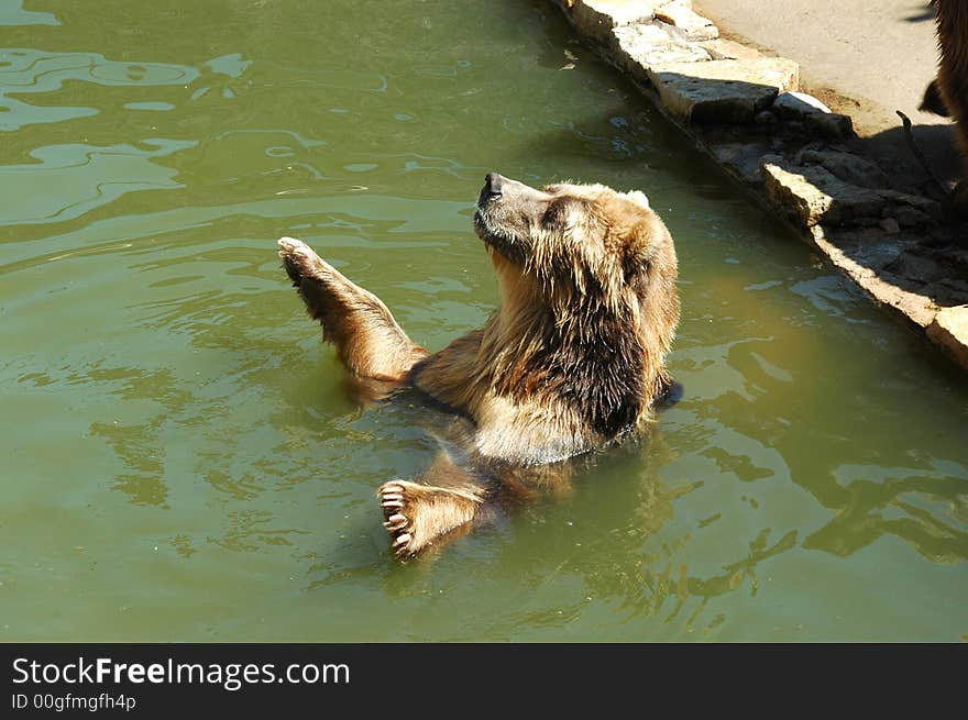 Brown bear in zoo in Riga