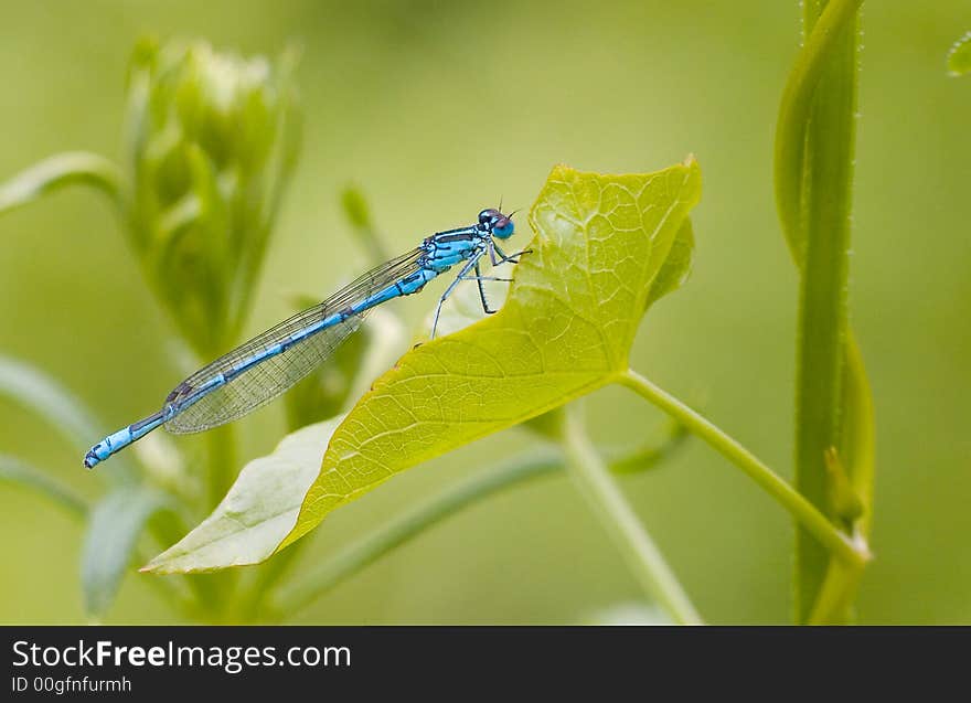 A blue damselfly ( coenagrion puella ) on a green leaf