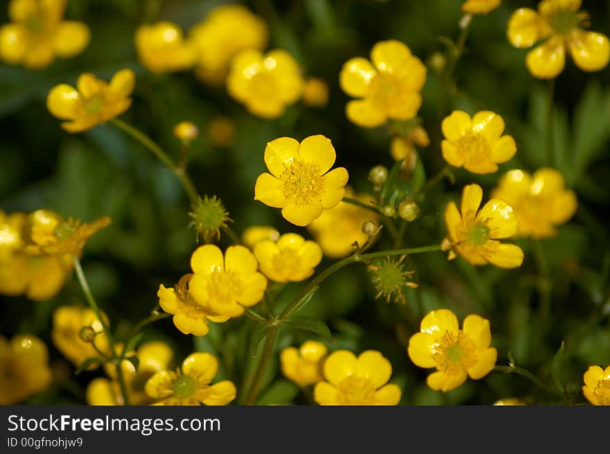 A field of small yellow flowers