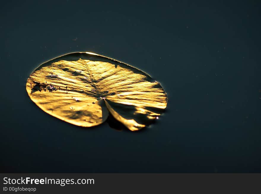 Water lily in the lake reflecting sun