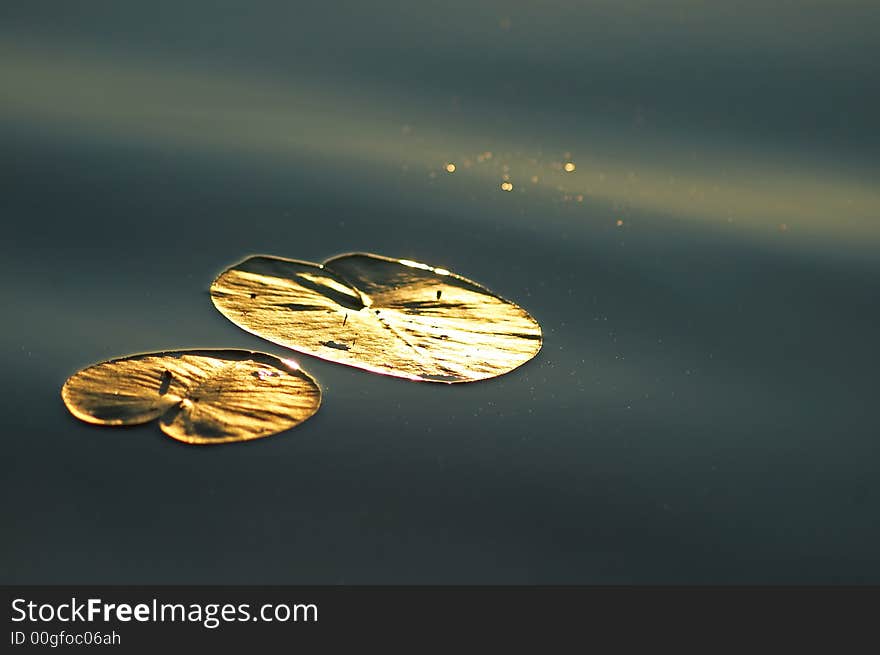 Water lily in the lake reflecting sun