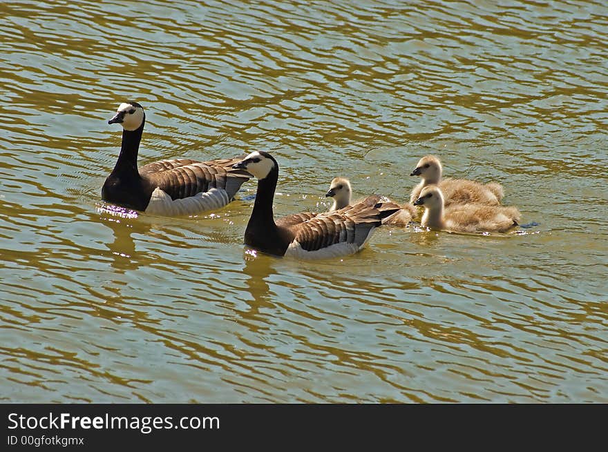 Two geese with their offsprings swimming