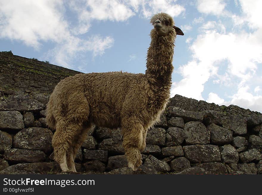 This is a llama at Macchu Picchu. This is a llama at Macchu Picchu