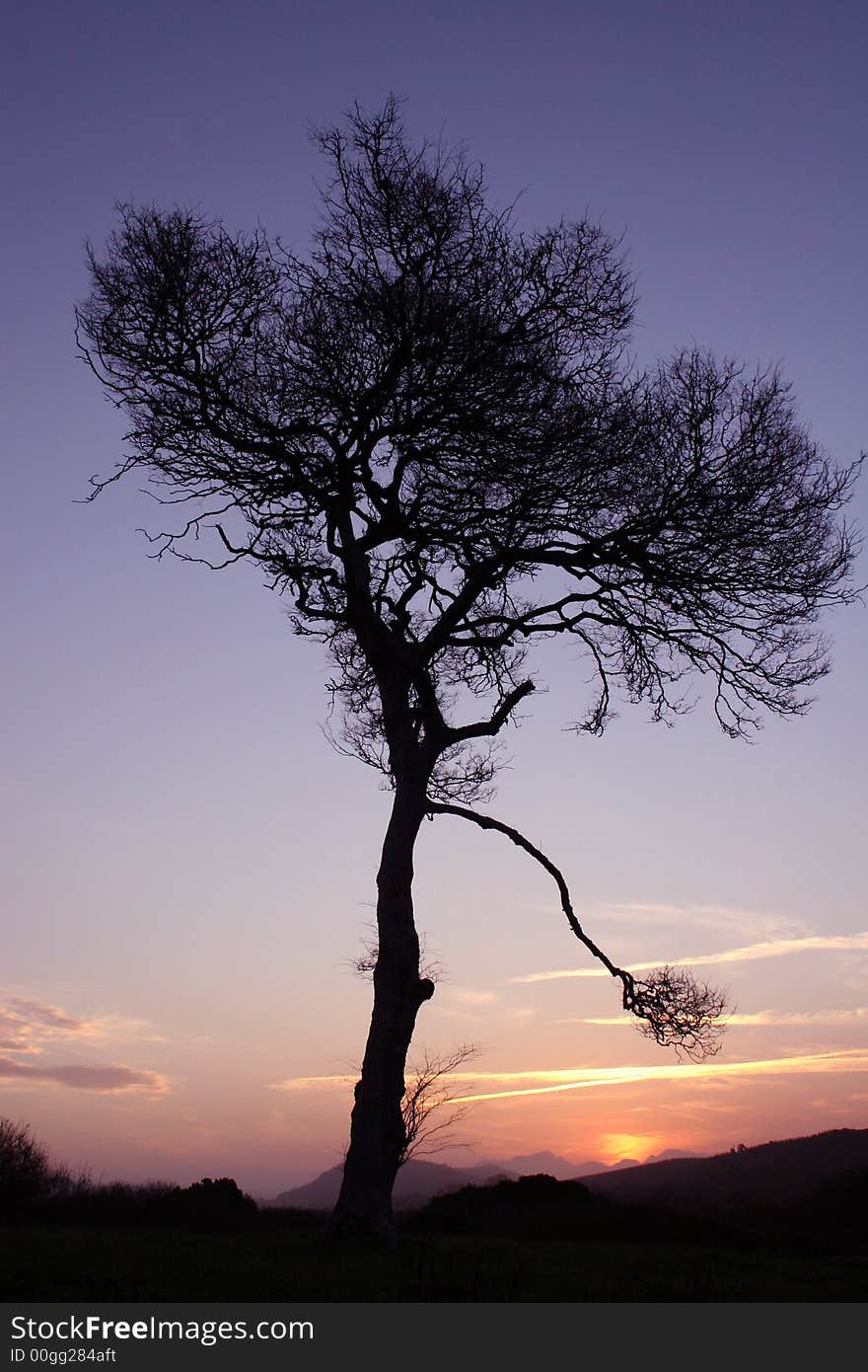 Yellow wood tree