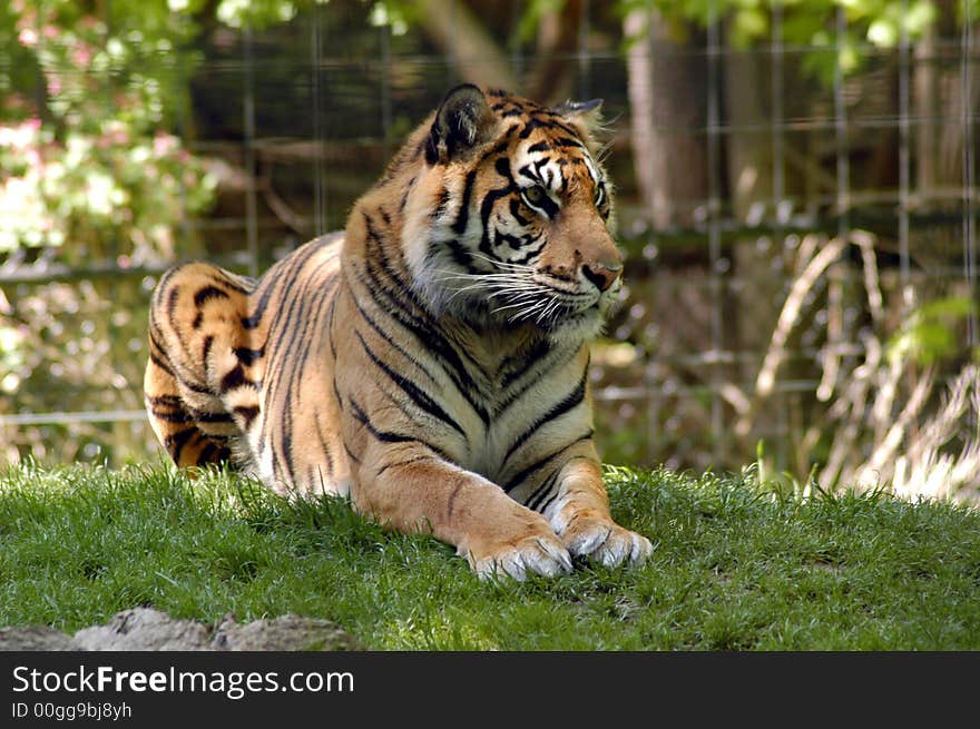 Portrait of a tiger sitting on a grass 
. Portrait of a tiger sitting on a grass