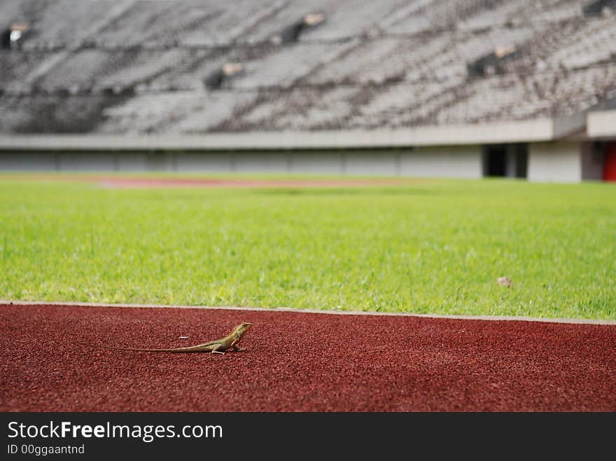 Lizard on the tracks in the stadium