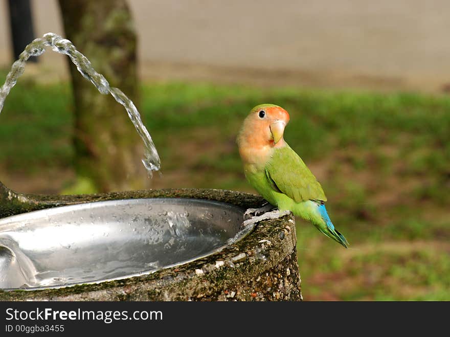 Parrot And Water Tap