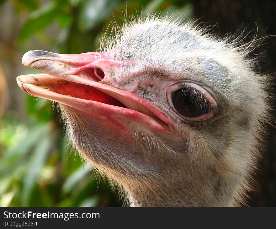 Inquisitive Ostrich