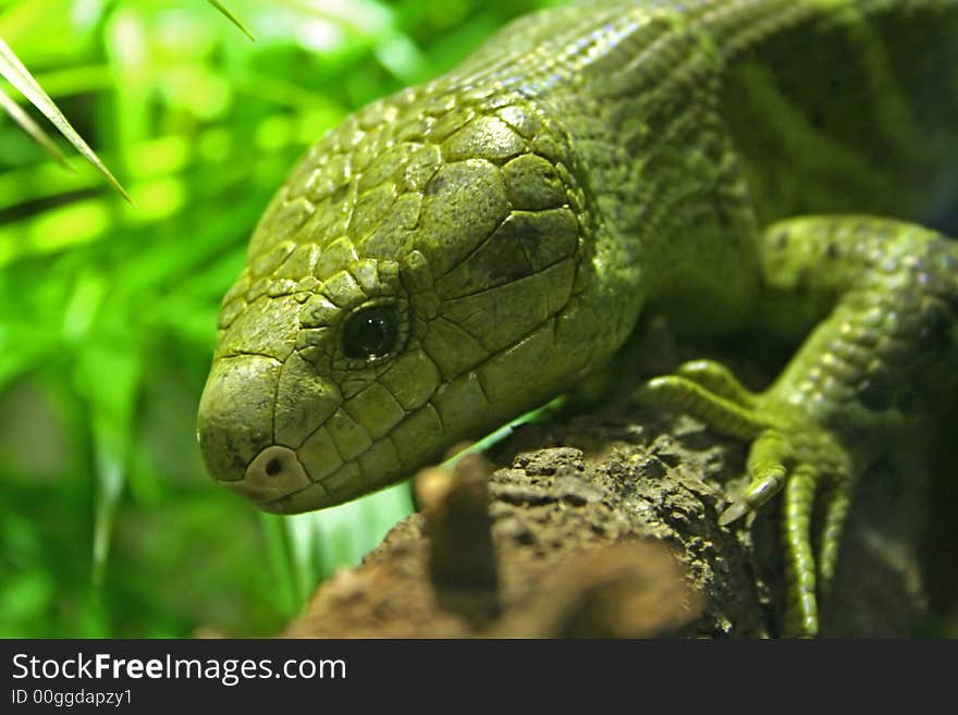 A Lizard on a branch.