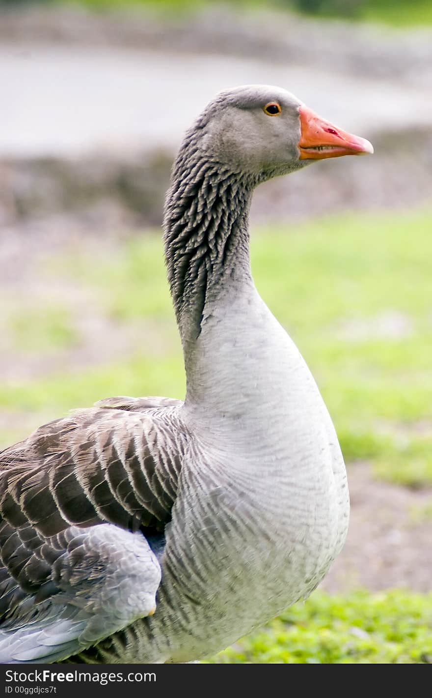 A close up of a Greylag Goose or Greygoose. A close up of a Greylag Goose or Greygoose