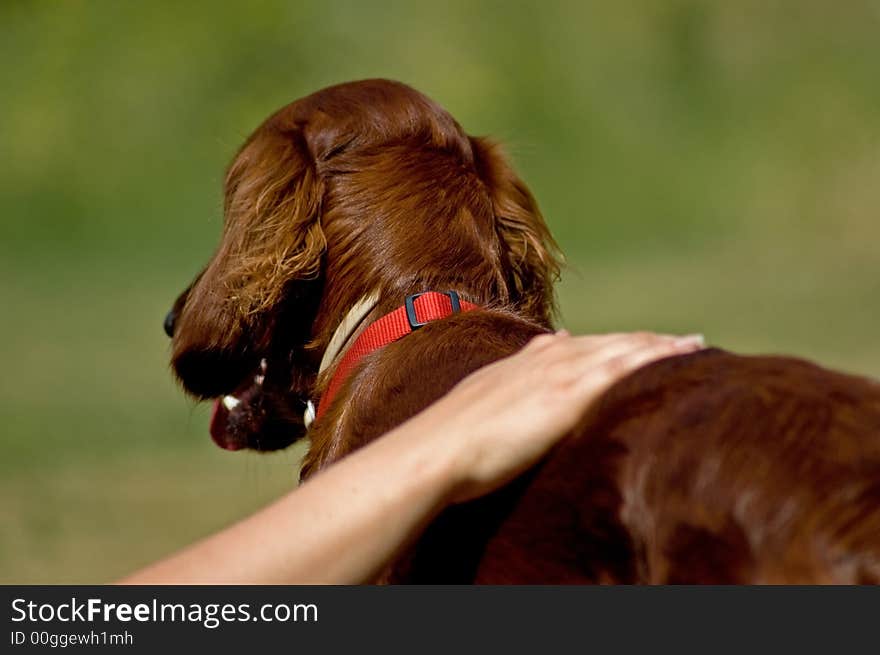 A healthy looking young dog. A healthy looking young dog