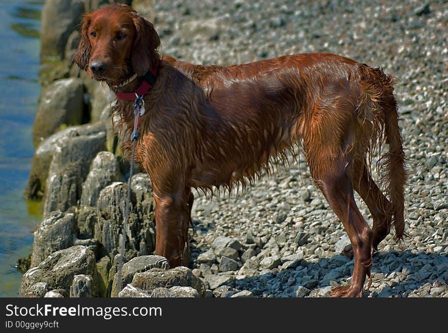 A healthy looking young dog. A healthy looking young dog