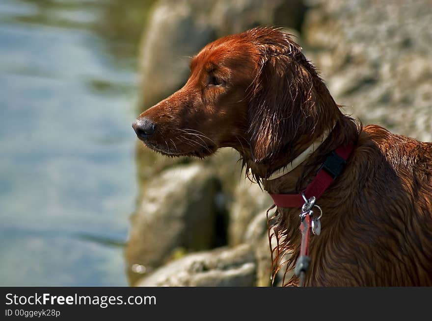 A healthy looking young dog. A healthy looking young dog