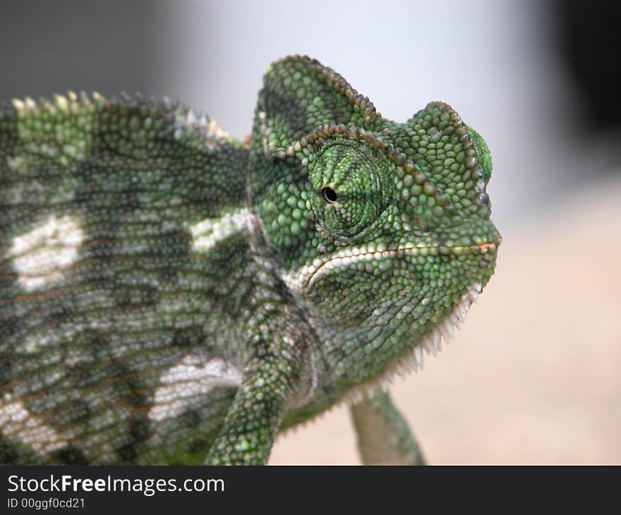 A Chameleon is an excellent subject for photograph; it stays so still.