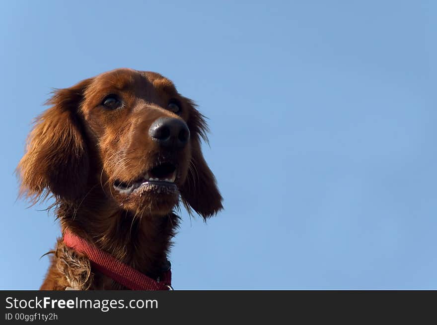 A healthy looking young dog. A healthy looking young dog