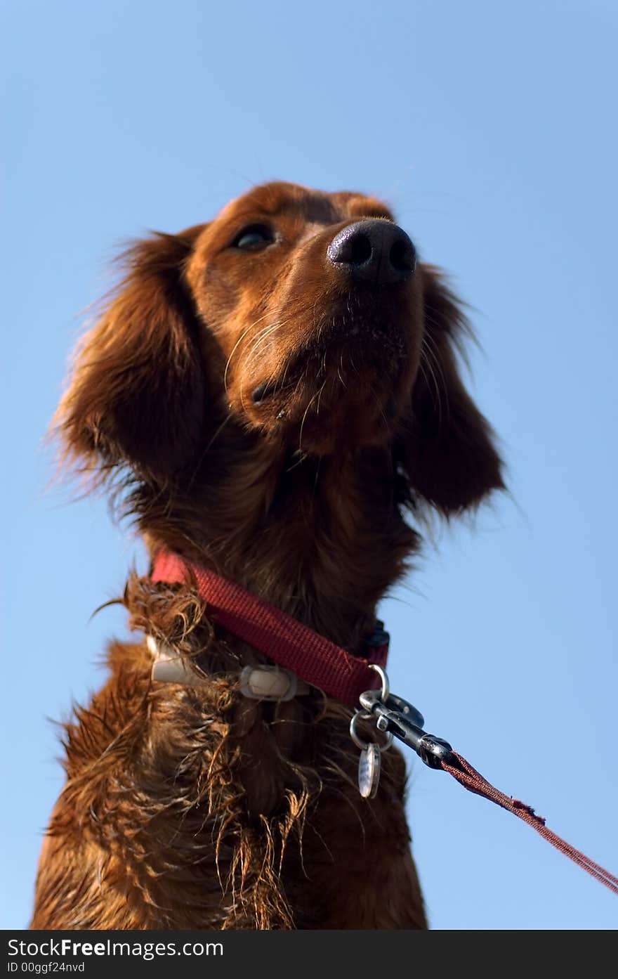 A healthy looking young dog. A healthy looking young dog