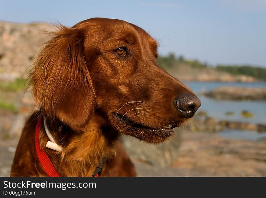 A healthy looking young dog. A healthy looking young dog