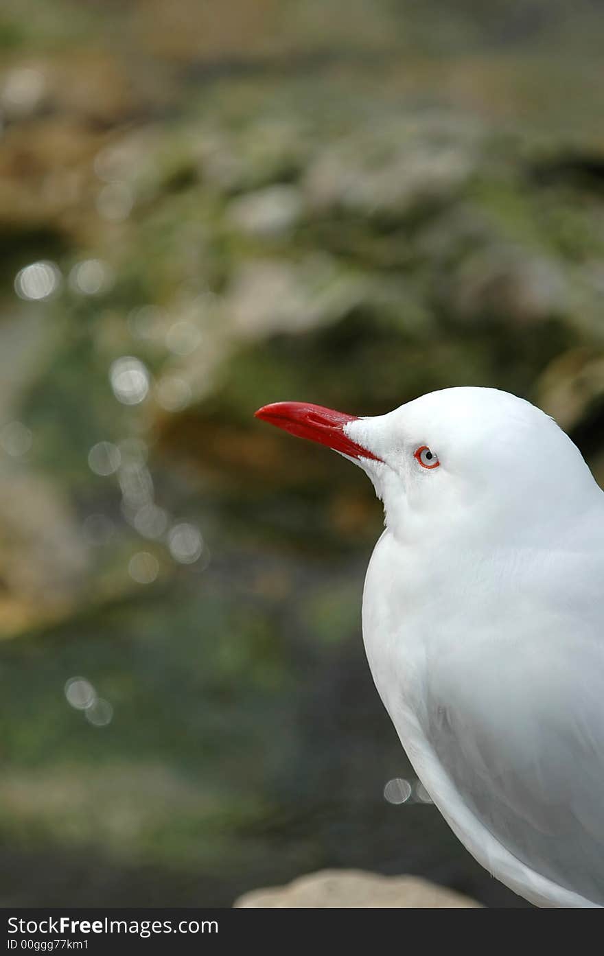 Thoughtful Seagull