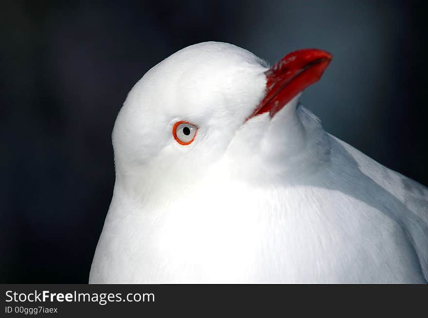 Curious Bird