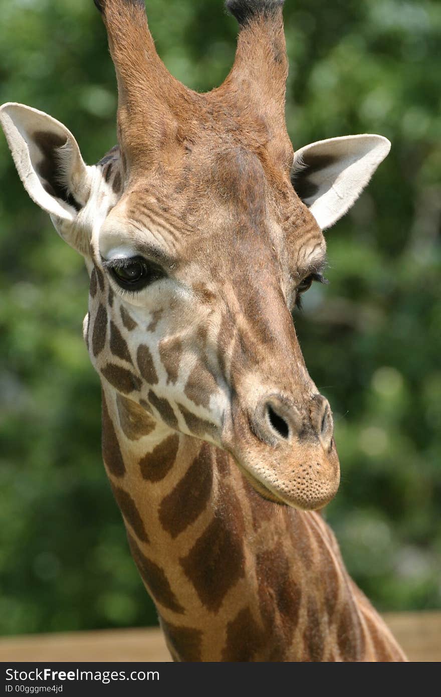 Close up picture of a Giraffe