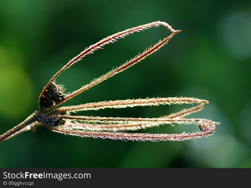 Dried plant