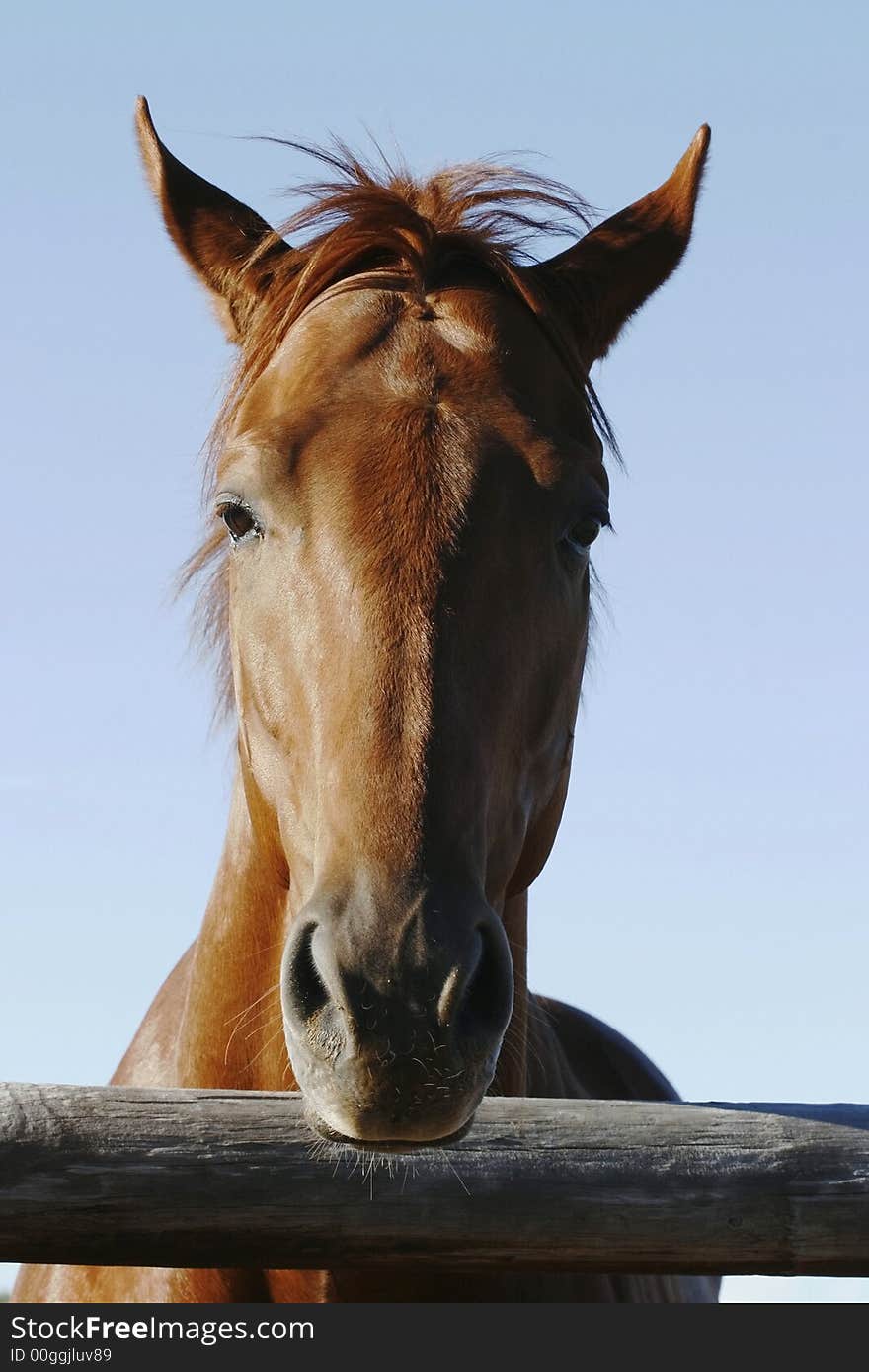 Looking at a brown horse up close