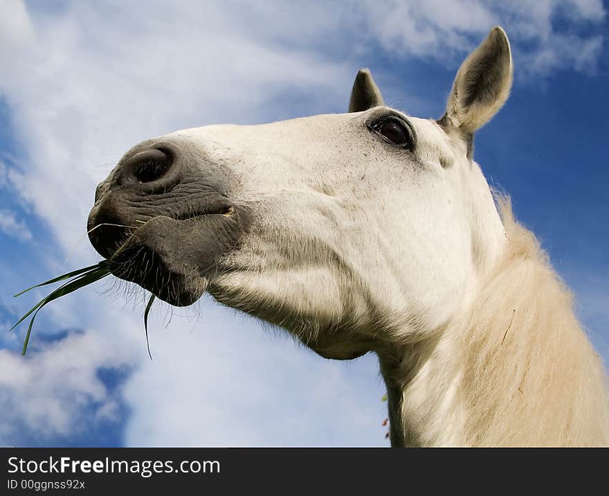 The white horse is grazed on a meadow. The white horse is grazed on a meadow