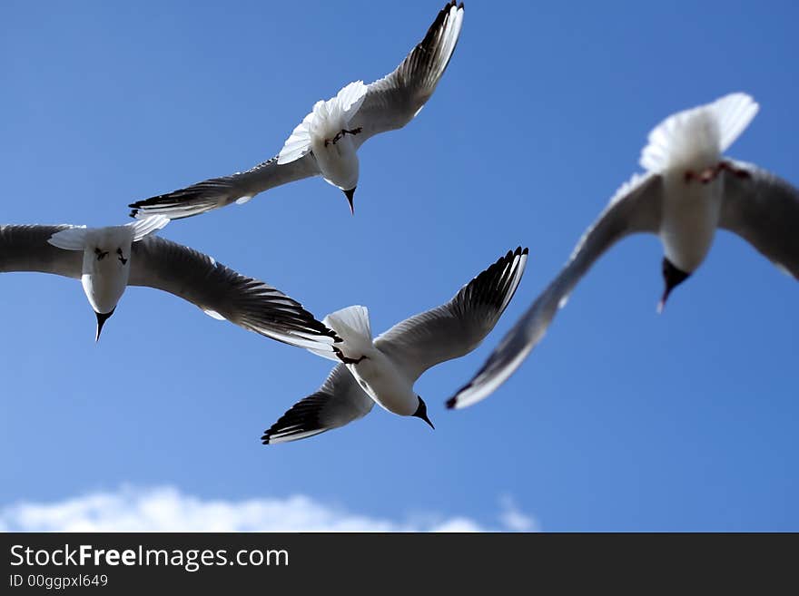 Gulls