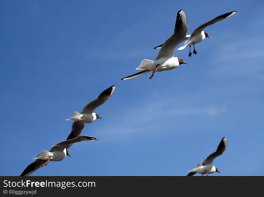 Gulls