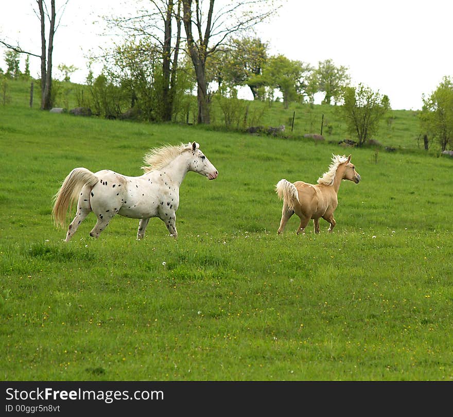 A spotted horse chases her foal through a field.