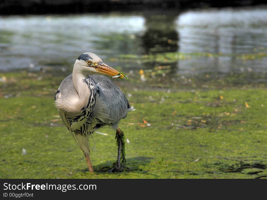 Grey Heron