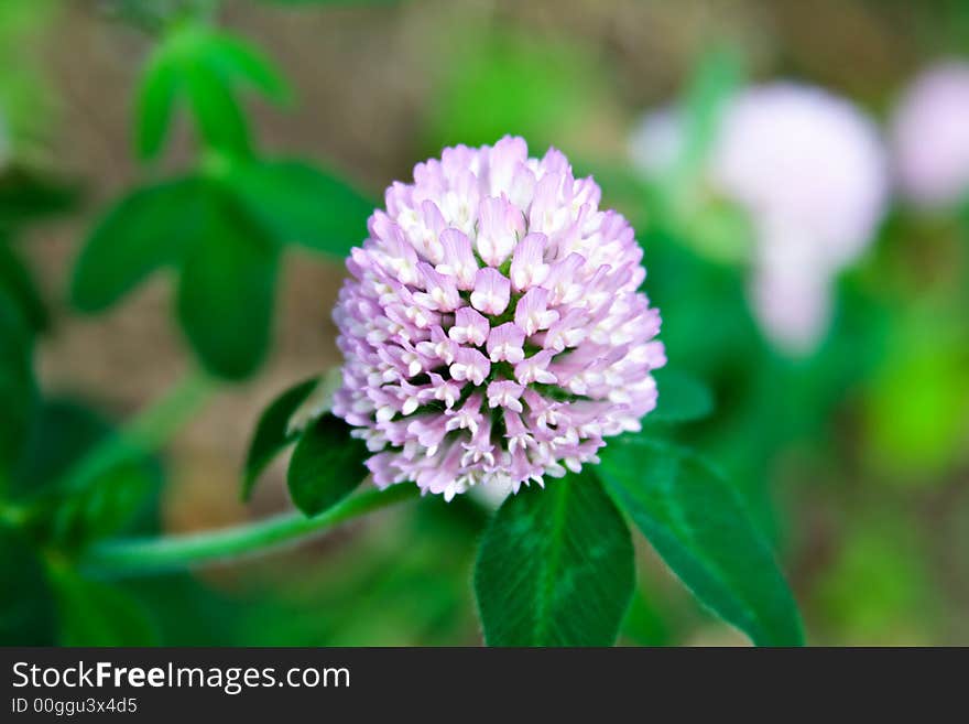 Clover in Bloom