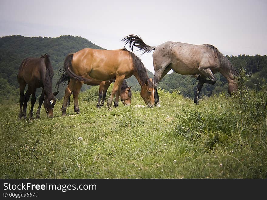 Family of horses on a field. Family of horses on a field