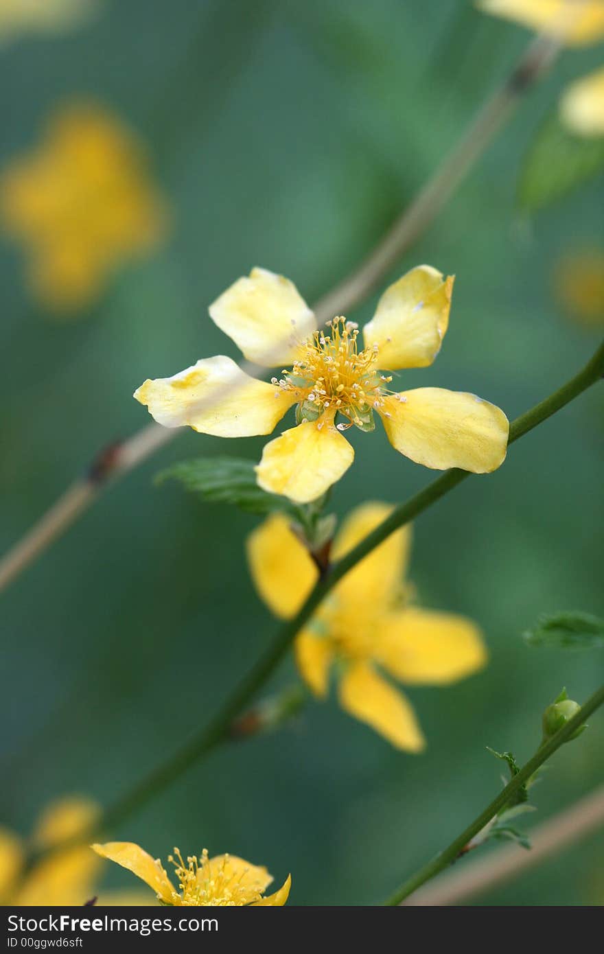 Yellow flower on green background