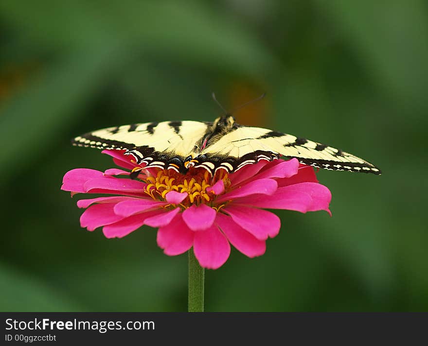 Swallowtail Butterfly