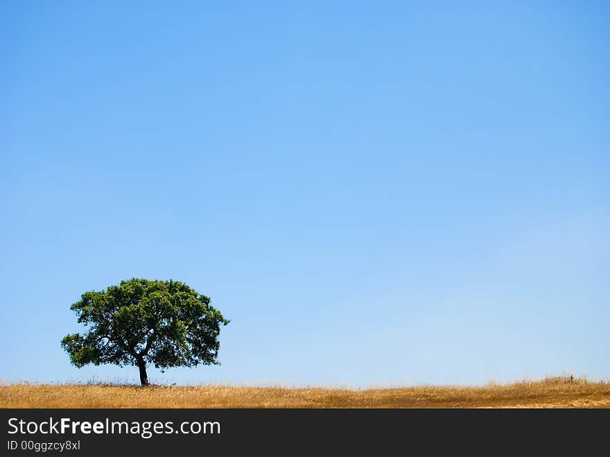 Golden summer wheat landscape, corn farming field. Golden summer wheat landscape, corn farming field