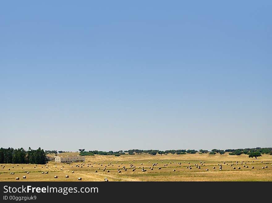 Golden summer wheat landscape, corn farming field. Golden summer wheat landscape, corn farming field