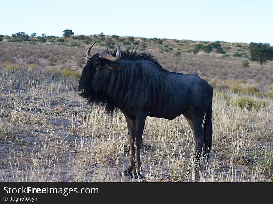 A Blue Wildebeest or Gnu (Connochaetes taurinus) just before sunrise in the ephemeral Auob River, Kalahari Desert. A Blue Wildebeest or Gnu (Connochaetes taurinus) just before sunrise in the ephemeral Auob River, Kalahari Desert.