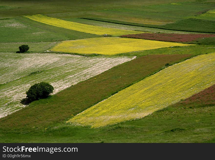 Castelluccio /spring Landscape