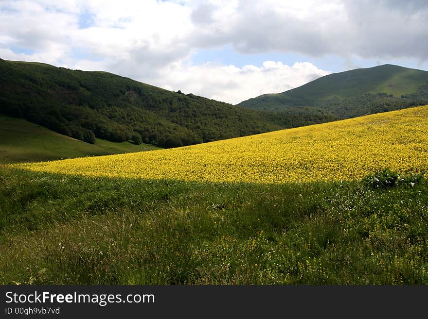 Castelluccio /spring Landscape