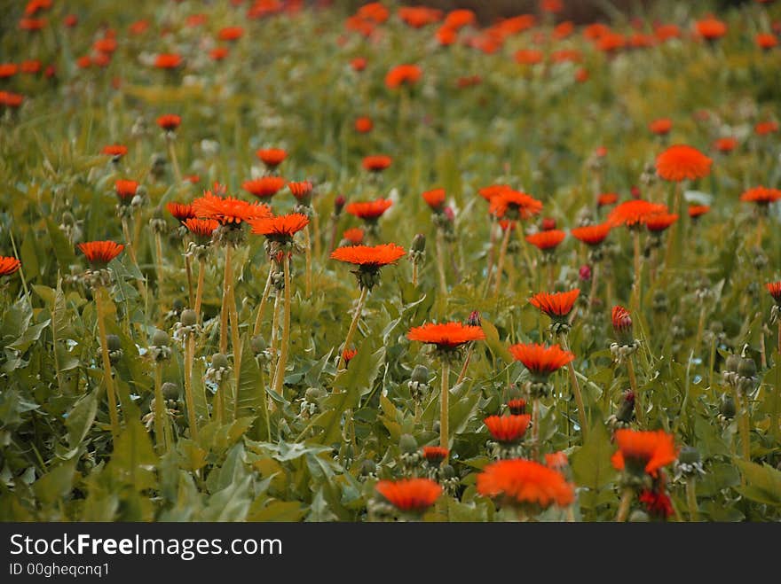 Orange field