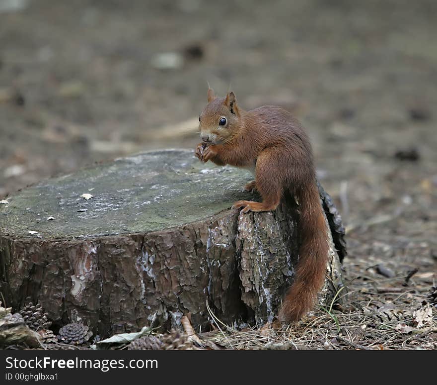 Red squirrel sitting on treestump at Formby Point, Mersyside, UK.