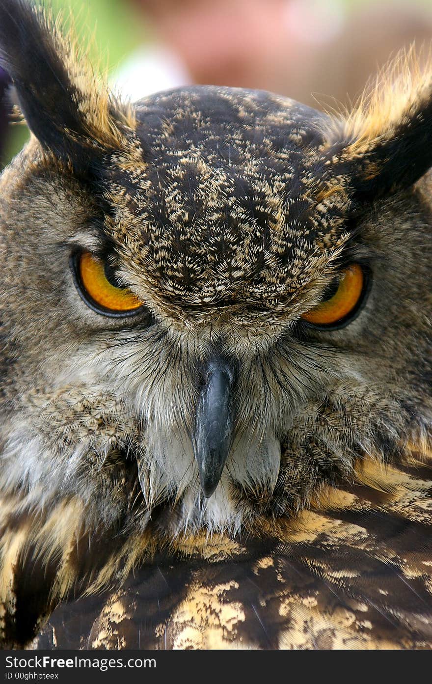 Taken at the meadowfest, bird of prey. Taken at the meadowfest, bird of prey