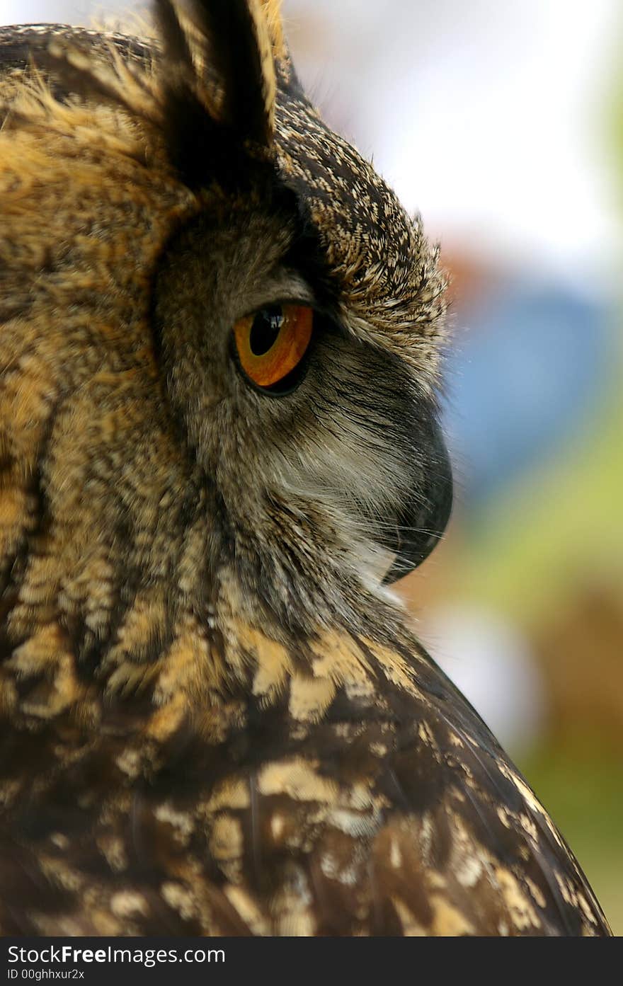 Taken at the meadowfest, bird of prey. Taken at the meadowfest, bird of prey