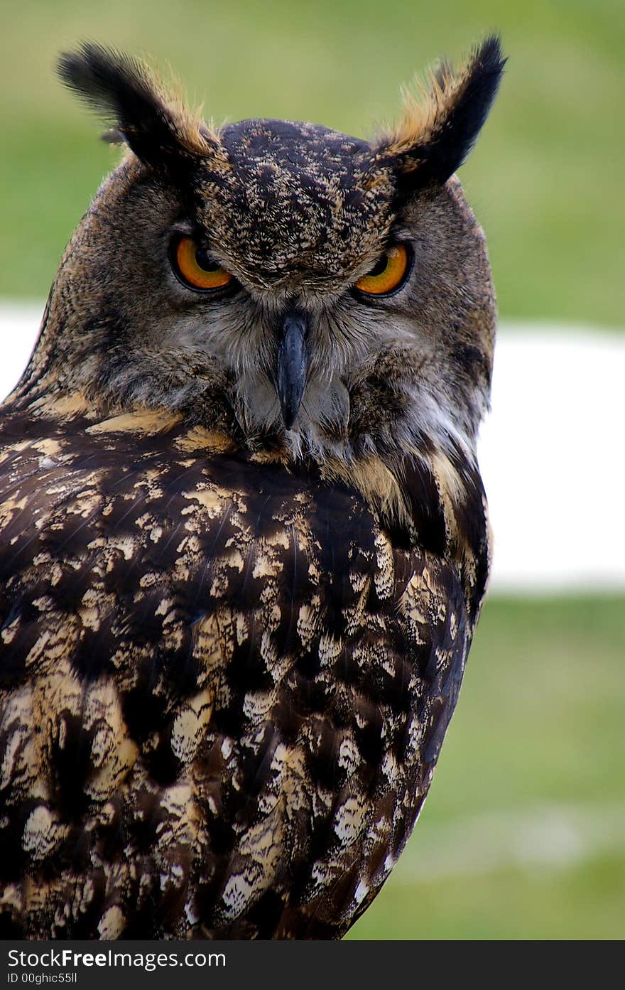 Great horned Owl taken at meadowfest