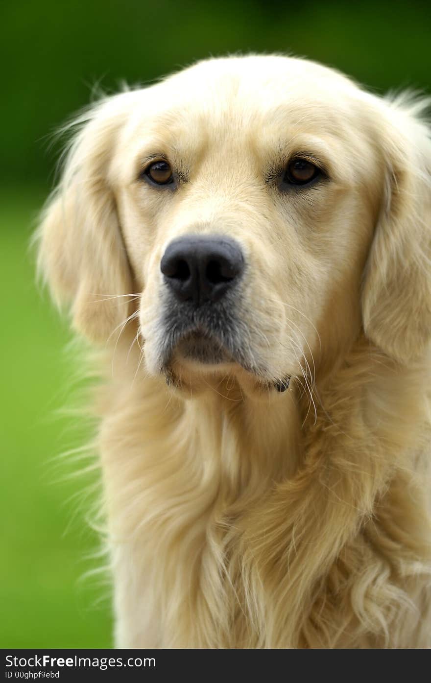 Golden retriever enjoying the sunshine in the park. Golden retriever enjoying the sunshine in the park