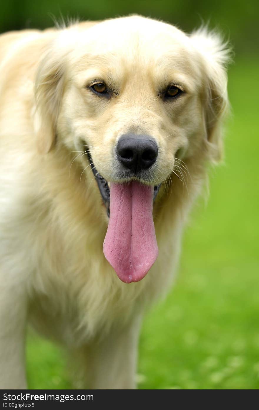 Golden retriever enjoying the sunshine in the park. Golden retriever enjoying the sunshine in the park