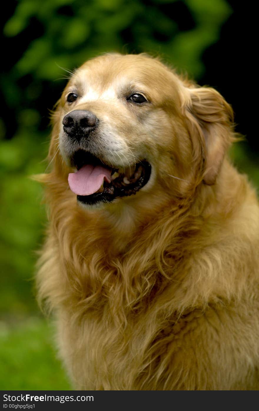 Happy golden retriever in the park. Happy golden retriever in the park